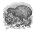 Illustration of a bird kiwi in the old book The Encyclopaedia Britannica, vol. 14, by C. Blake, 1882, Edinburgh