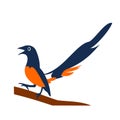 An orange and dark blue colored bird Royalty Free Stock Photo