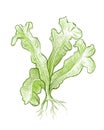 Illustration of Bird`s Nest Fern or Asplenium Nidus Plant