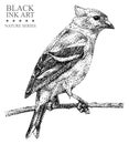 Illustration with bird Siskin drawn by hand with black ink