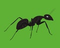A Black Ant Ilustration Royalty Free Stock Photo