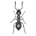 Illustration of a black ant. Insect top view isolated on white background. Vector. Royalty Free Stock Photo