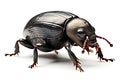 Black beetle isolated on a white background