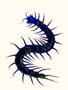 Illustration of a black centipede, Myriapoda
