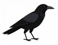 Illustration of a black crow standing Royalty Free Stock Photo
