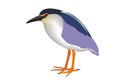 Illustration of a black-crowned night heron Nycticorax nycticorax