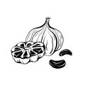 Illustration of black fermented garlic. Product for health and longevity. Useful seasoning for Asian dishes. Natural sweetener.