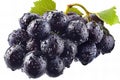 Illustration of black grape, white background, clipart style , high quality, high resolution Royalty Free Stock Photo