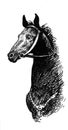 Illustration of black ink hand drawn horse