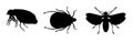 Illustration of black insect pests on a white