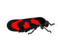 Illustration of a black and red froghopper, Cercopis vulnerata Royalty Free Stock Photo