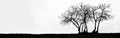 illustration. black silhouette of Dead tree isolated on white background. black, white landscape. Dead trunk isolated with white Royalty Free Stock Photo