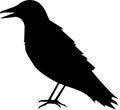 Illustration of a silhouette of a raven on a white background