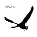 Illustration of black swan logo silhouette.