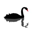 Illustration of black swan Royalty Free Stock Photo