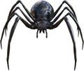 Black widow spider insect isolated
