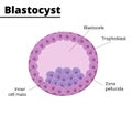 Illustration of the blastocyst structure