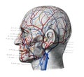 The illustration of the blood vessels and arteries of the head in profile in the old book die Anatomie, by Fr. Merkel, 1885,