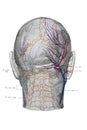 The illustration of the blood vessels, arteries and nerves of the back of the head in the old book die Anatomie, by Fr. Merkel,
