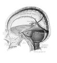 The illustration of the blood vessels of the hard meninges in the old book die Anatomie des Menschen, by C. Heitzmann, 1875, Wien