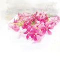 Blossom pink flower Rangoon creeper
