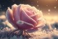 Illustration of blossom pink rose flower covered with snow, snow fall, Royalty Free Stock Photo