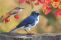 a blue bird on a branch of a blooming tree Royalty Free Stock Photo