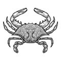 Illustration of blue crab in engraving style. Design element for logo, label, sign, poster, t shirt. Royalty Free Stock Photo