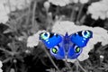 Blue European Peacock Butterfly on a Flower Royalty Free Stock Photo