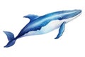 An illustration of a blue whale, the largest animal on Earth, sketched on a plain white background, Watercolor illustration of a