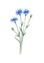 Cornflowers watercolor