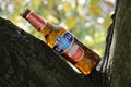 Illustration bottles of non alcoholic beer in nature of a tree