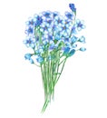 An illustration with a bouquet of the beautiful watercolor blue forget-me-not flowers (Myosotis) Royalty Free Stock Photo