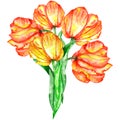 Illustration with a bouquet of five watercolor red and yellow tulips