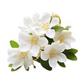 Bouquet of jasmine flowers isolated on white background Royalty Free Stock Photo