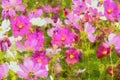 Illustration of Bouquet of red pink white white cosmos flowers is in a summer garden Royalty Free Stock Photo