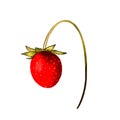 illustration of a bouquet of red strawberry