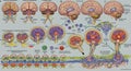 the process of forming brain organs