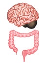 Illustration of the brain and intestines