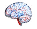 The illustration of the brain with its shells with veins and arteries from the side in the old book die Anatomie, by Fr. Merkel, Royalty Free Stock Photo