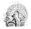 The illustration of brain from the side in the old book die Anatomie, by Fr. Merkel, 1885, Braunschweig Royalty Free Stock Photo