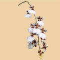 Illustration of branch full of wonderful white and purple orchids