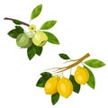 Illustration branch green apples and yellow lemons, fruits and leaves isolated on a white background Royalty Free Stock Photo