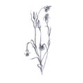 Illustration, branch of plant with leaves. Pencil drawing. Hand-drawn sketch. Grass