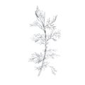 Illustration, branch of plant with leaves. Pencil drawing. Hand-drawn sketch. Grass