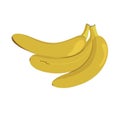 illustration of a branch of ripe bananas harvest kwanza on a white background