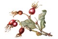 Illustration of a branch of rose hips