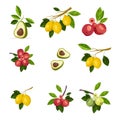 Illustration of branches of green apples and yellow lemons, avocado with pitted fruits and leaves isolated on white background Royalty Free Stock Photo