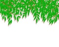 illustration, branches with green leaves on a white background with shadow Royalty Free Stock Photo
