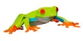 Illustration of a bright exotic, tropical frog on a white background